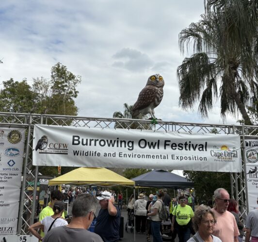 Cape Friends of Wildlife to meet Tuesday to discuss upcoming Burrowing Owl Festival